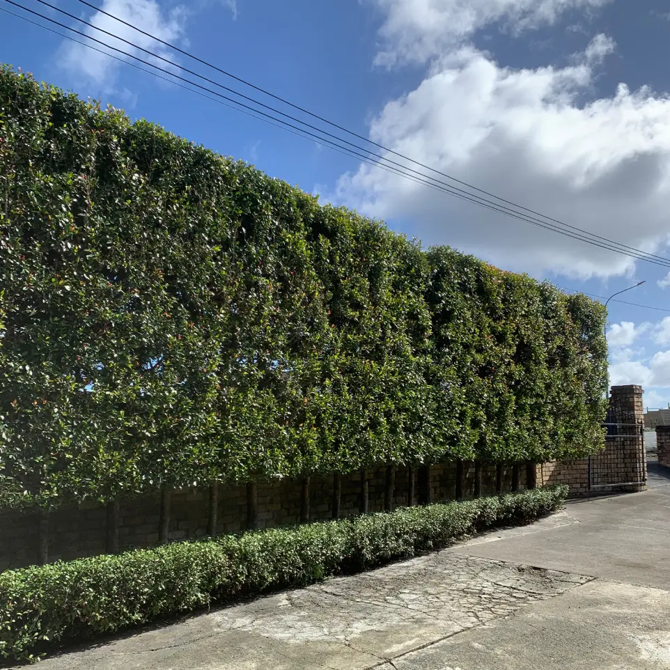 Remuera garden