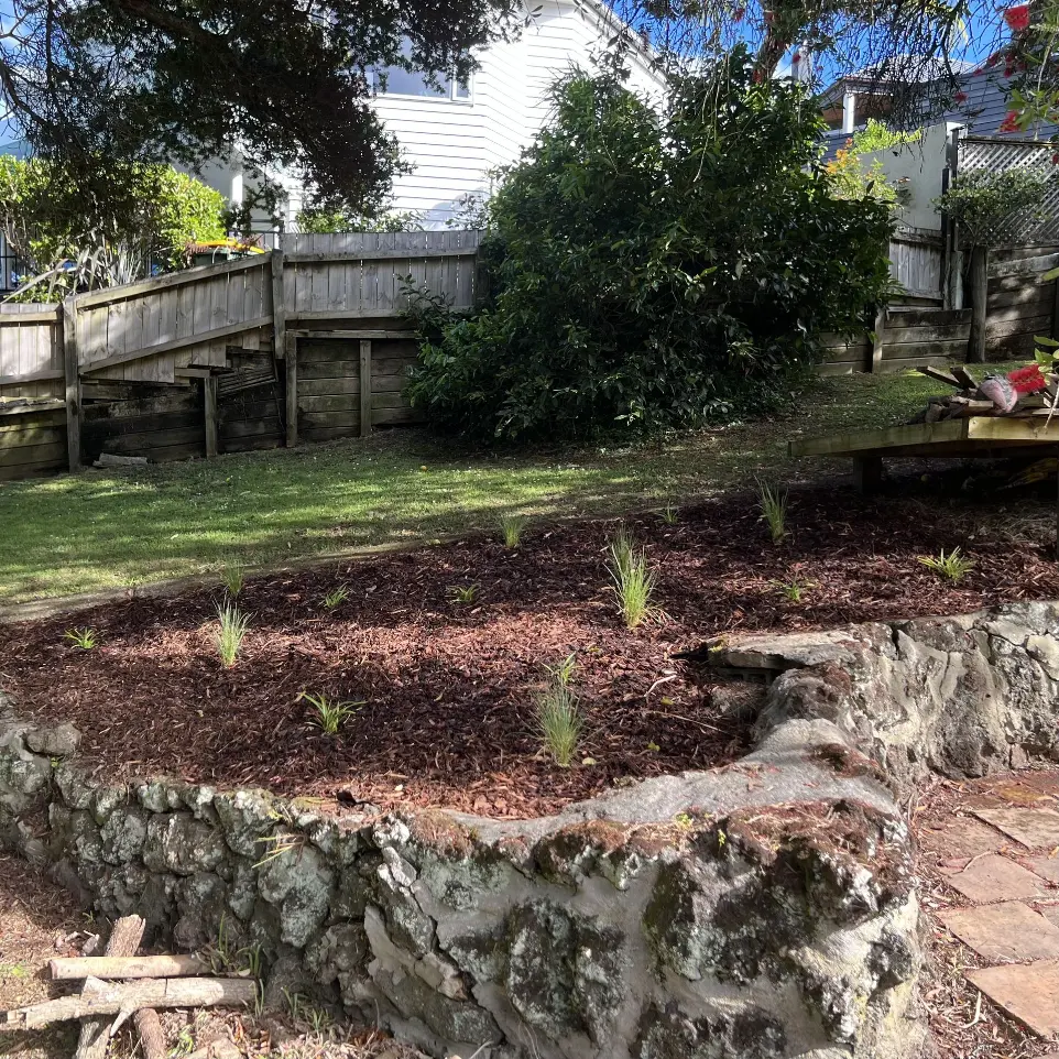 St Heliers native garden