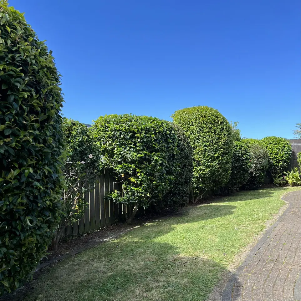 Blockhouse Bay garden