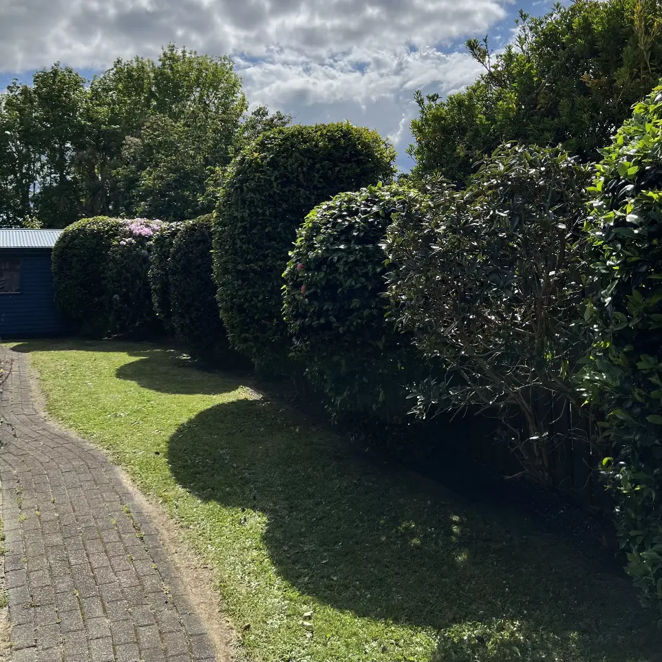 Blockhouse Bay garden